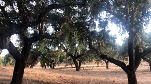 Foto 5 de Finca rústica en venda a Ronda del Sol, 23, Valdesalor - Rincón de Ballesteros, Cáceres Capital
