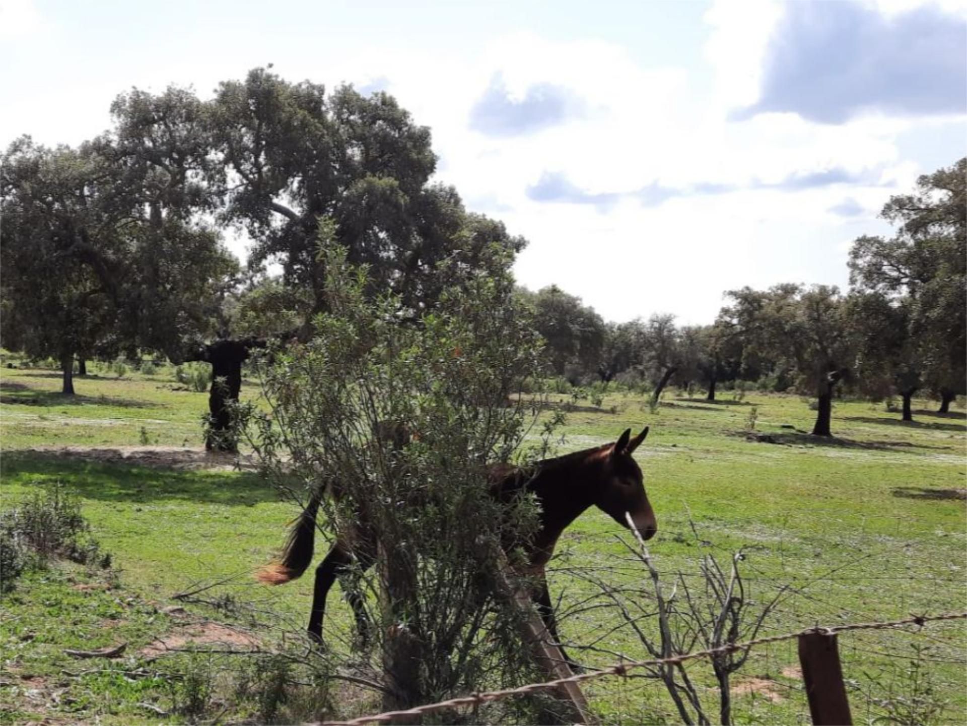 Jardín de Finca rústica en venta en Cáceres Capital