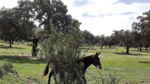 Foto 3 de Finca rústica en venda a Ronda del Sol, 23, Valdesalor - Rincón de Ballesteros, Cáceres Capital