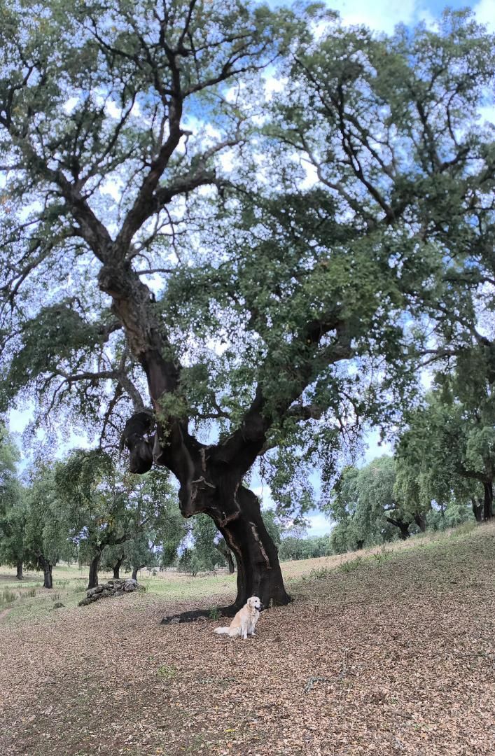 Jardí de Finca rústica en venda en Cáceres Capital