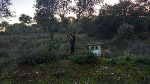 Foto 4 de Finca rústica en venta en Calle de Vega, 269, Carretera de Sevilla - Los Montitos, Badajoz Capital