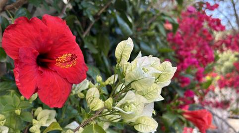 House or chalet to rent in Avinguda Dels Pinars, 77, El Saler, Valencia - image 3 Photo 3 of House or chalet to rent in Avinguda Dels Pinars, 77, El Saler, Valencia