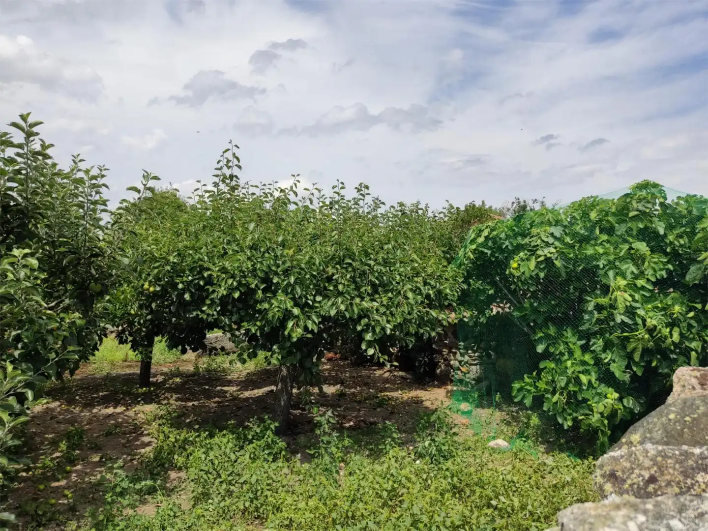 Casa o xalet en venda en Pereruela amb Jardí privat