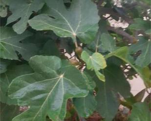 Jardí de Casa adosada en venda en Moya (Las Palmas) amb Terrassa