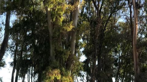 Photo 4 of Flat to rent in Calle Bolivia, 40, Pedregalejo - Morlaco, Málaga