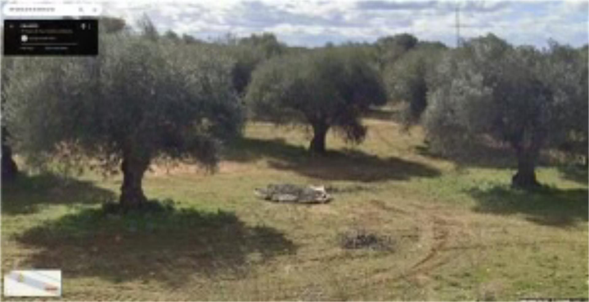 Land for sale in El Carpio de Tajo