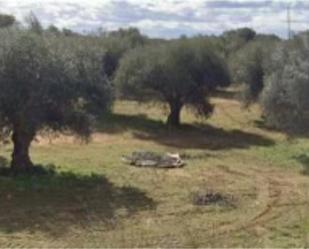 Land for sale in El Carpio de Tajo