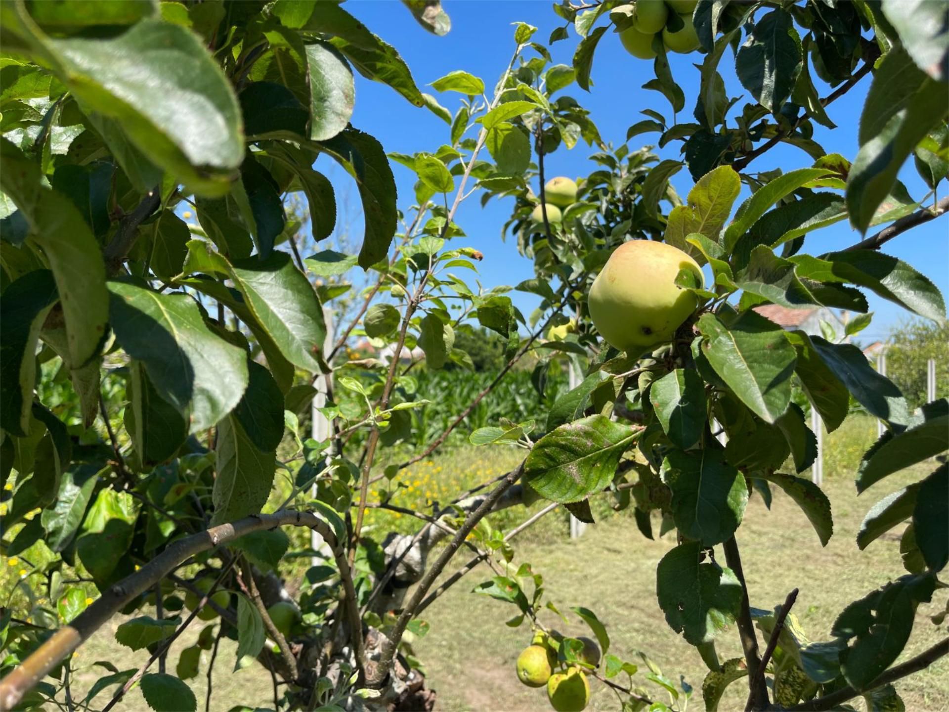 Jardí de Casa o xalet en venda en Boiro