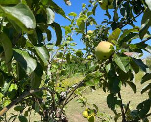 Jardí de Casa o xalet en venda en Boiro