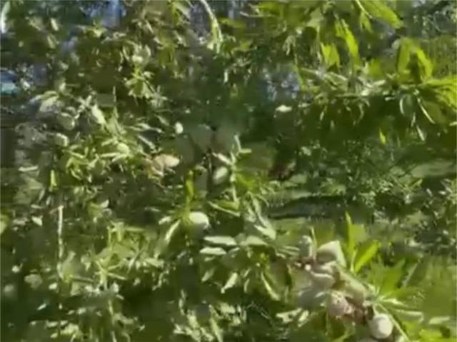 Finca rústica en Venta en Calle de Calderón de la Barca, 19 en Herreruela de Oropesa