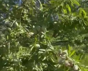 Jardí de Finca rústica en venda en Herreruela de Oropesa