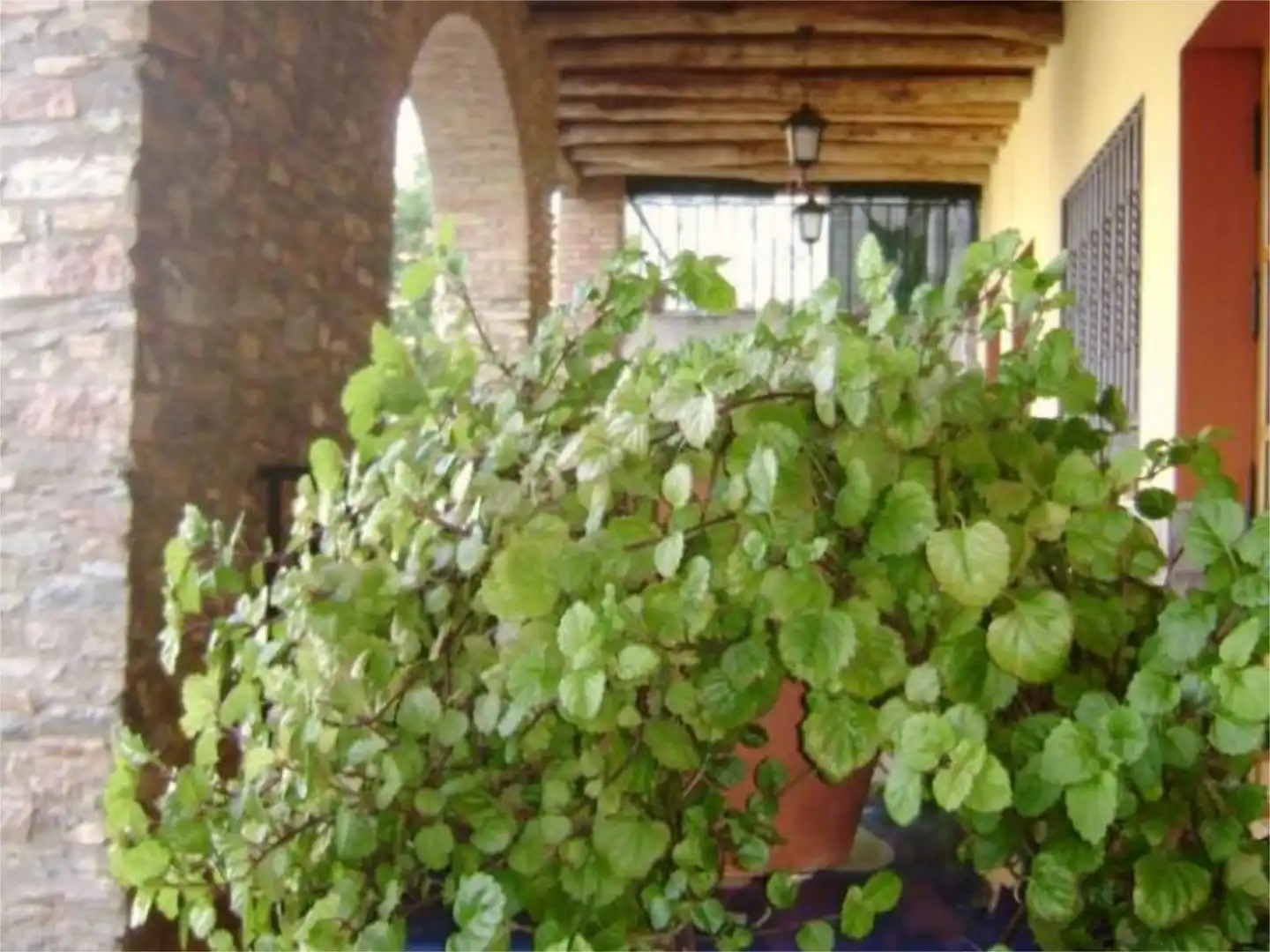Finca rústica en venda a Calle Iglesia, 12, Corteconcepción Jardí de Finca rústica en venda en Corteconcepción amb Calefacció, Terrassa i Moblat