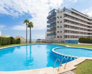 Swimming pool of Apartment to rent in Elche / Elx