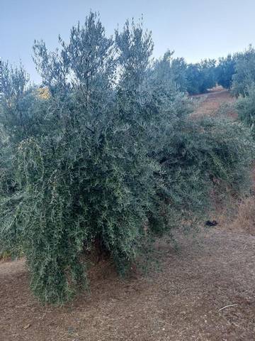 Terreno en Venta en JA-3302, 12 en Castillo de Locubín