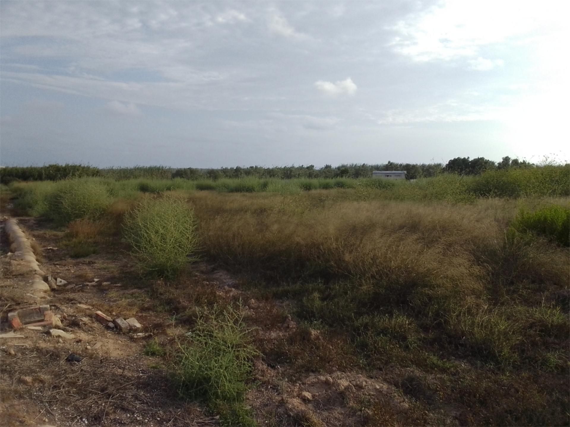 Land for sale in Guardamar del Segura