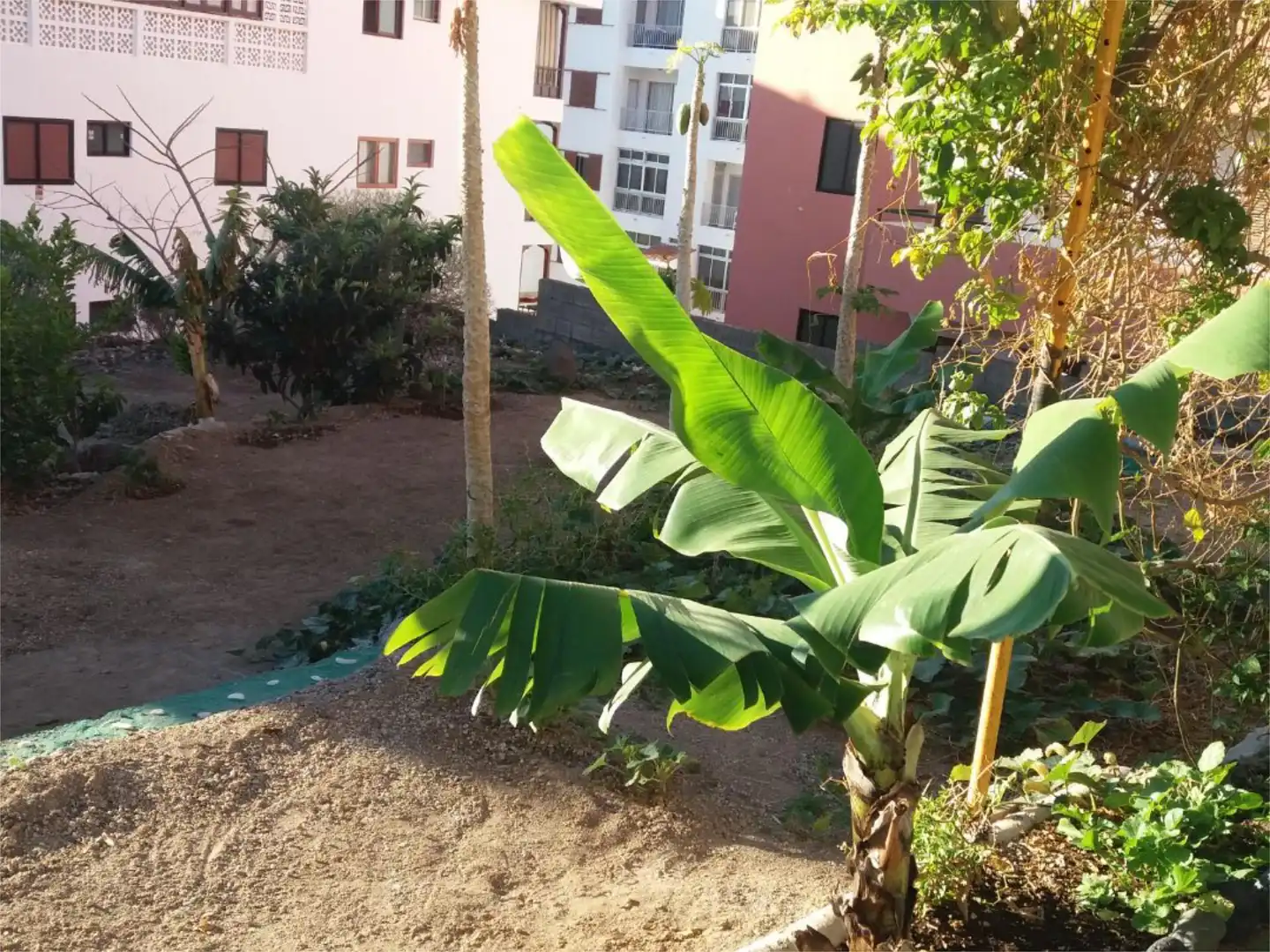 Bebaubares Gelände zum Verkauf in Calle Guimar, 11, Candelaria - Playa La Viuda Garten von Bebaubares Gelände zum Verkauf in Candelaria