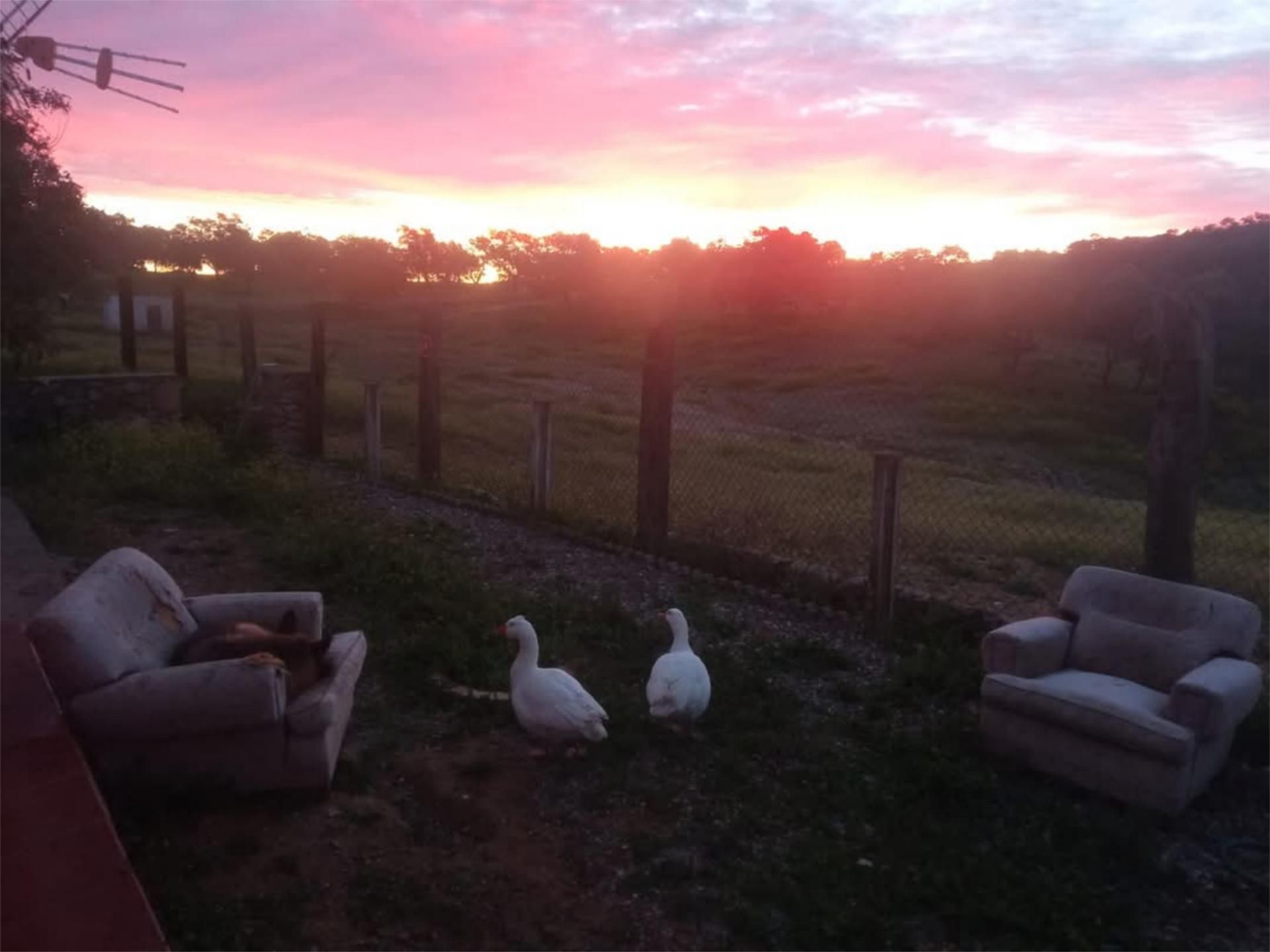 Garden of Country house for sale in El Ronquillo