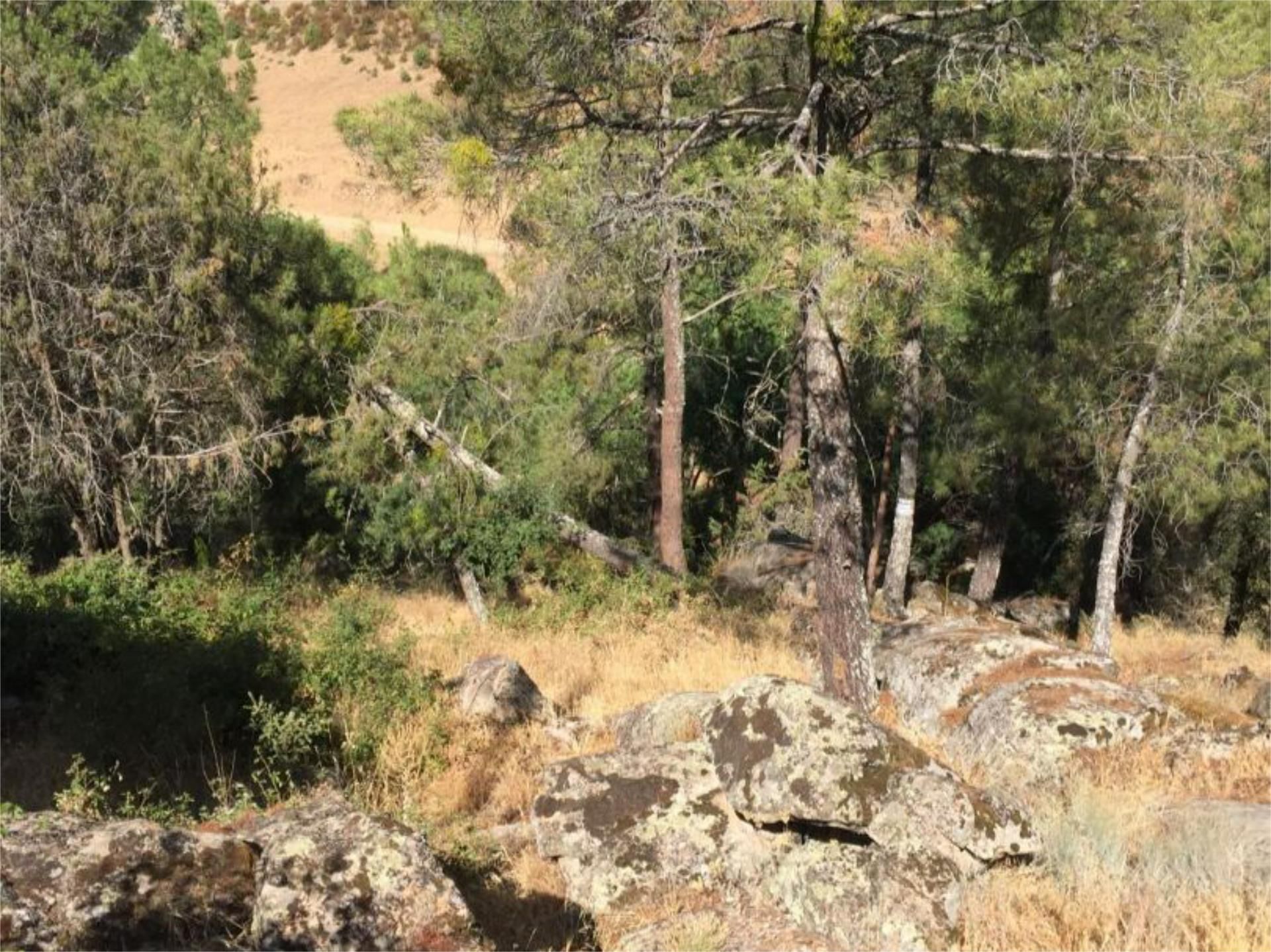 Land for sale in Santa María de la Alameda