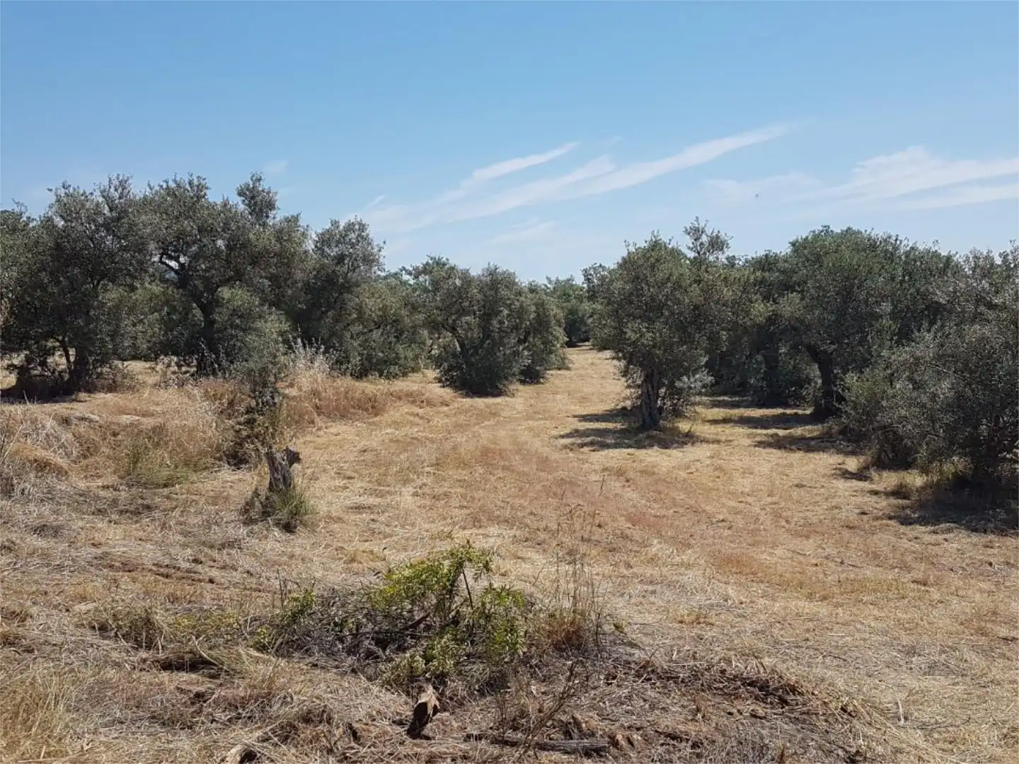Terreno en venta en Avenida de la Constitución, Viandar de la Vera Terreno en venta en Avenida de la Constitución, Viandar de la Vera