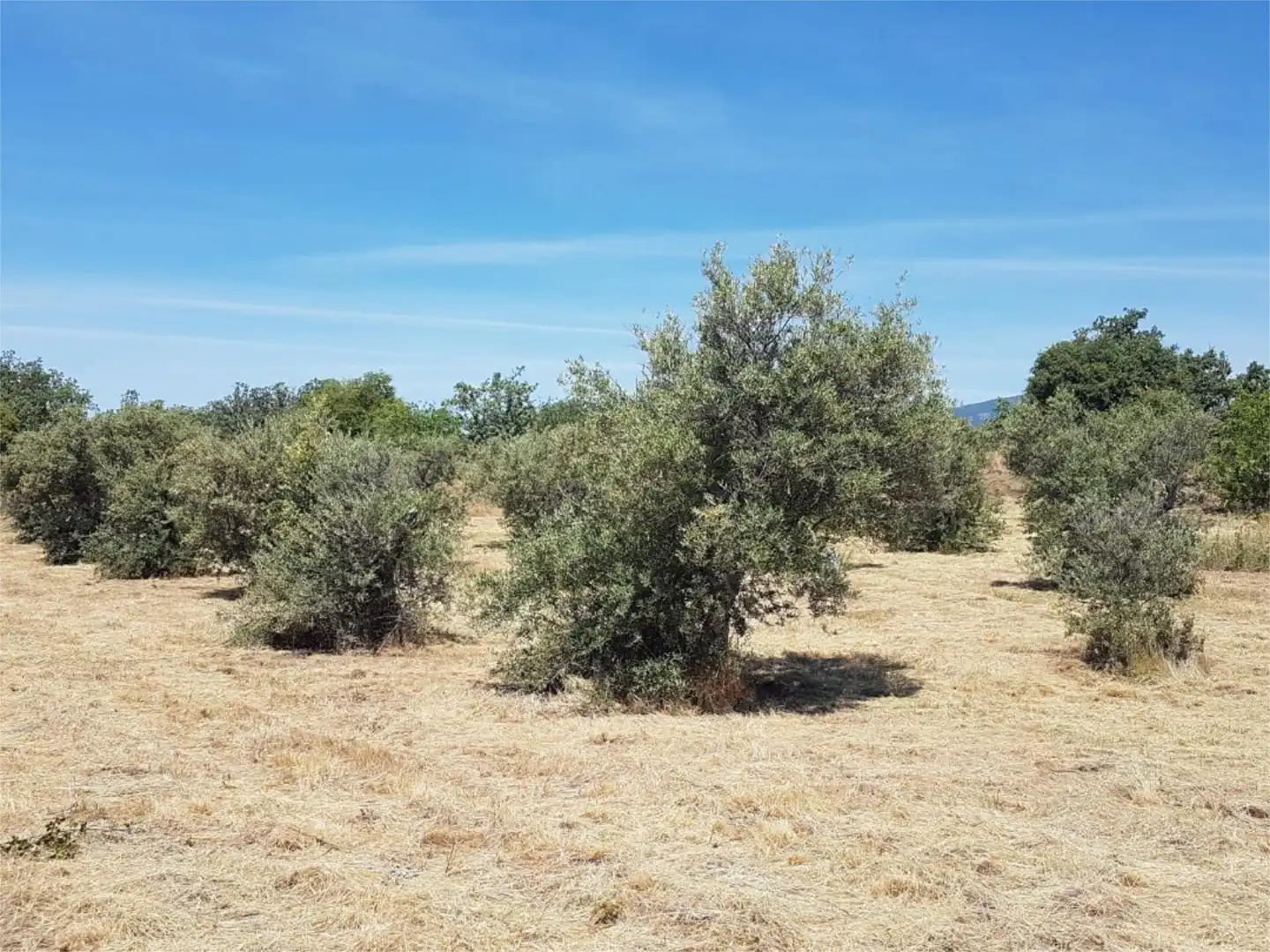 Terreno en venta en Avenida de la Constitución, Viandar de la Vera Terreno en venta en Avenida de la Constitución, Viandar de la Vera