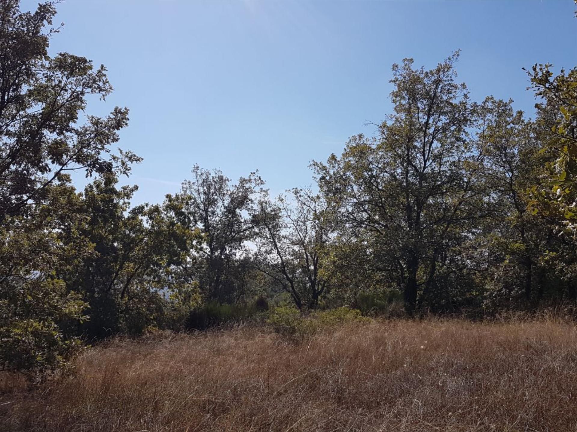 Land for sale in Viandar de la Vera