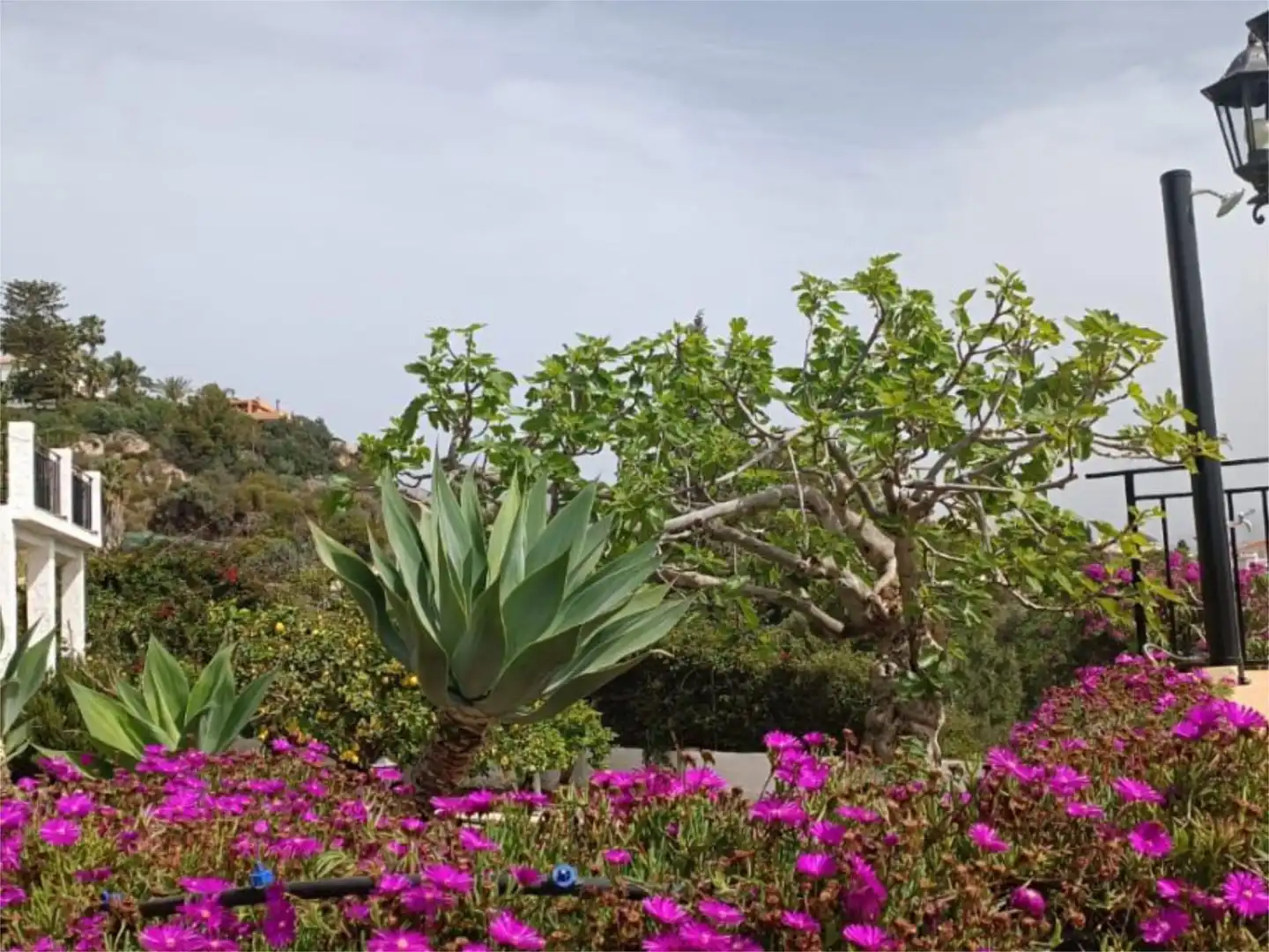 Casa o xalet en venda a Calle Algarrobina, 1019, Monte los Almendros - El Pargo - Costa Aguilera Jardí de Casa o xalet en venda en Salobreña amb Aire condicionat, Calefacció i Jardí privat