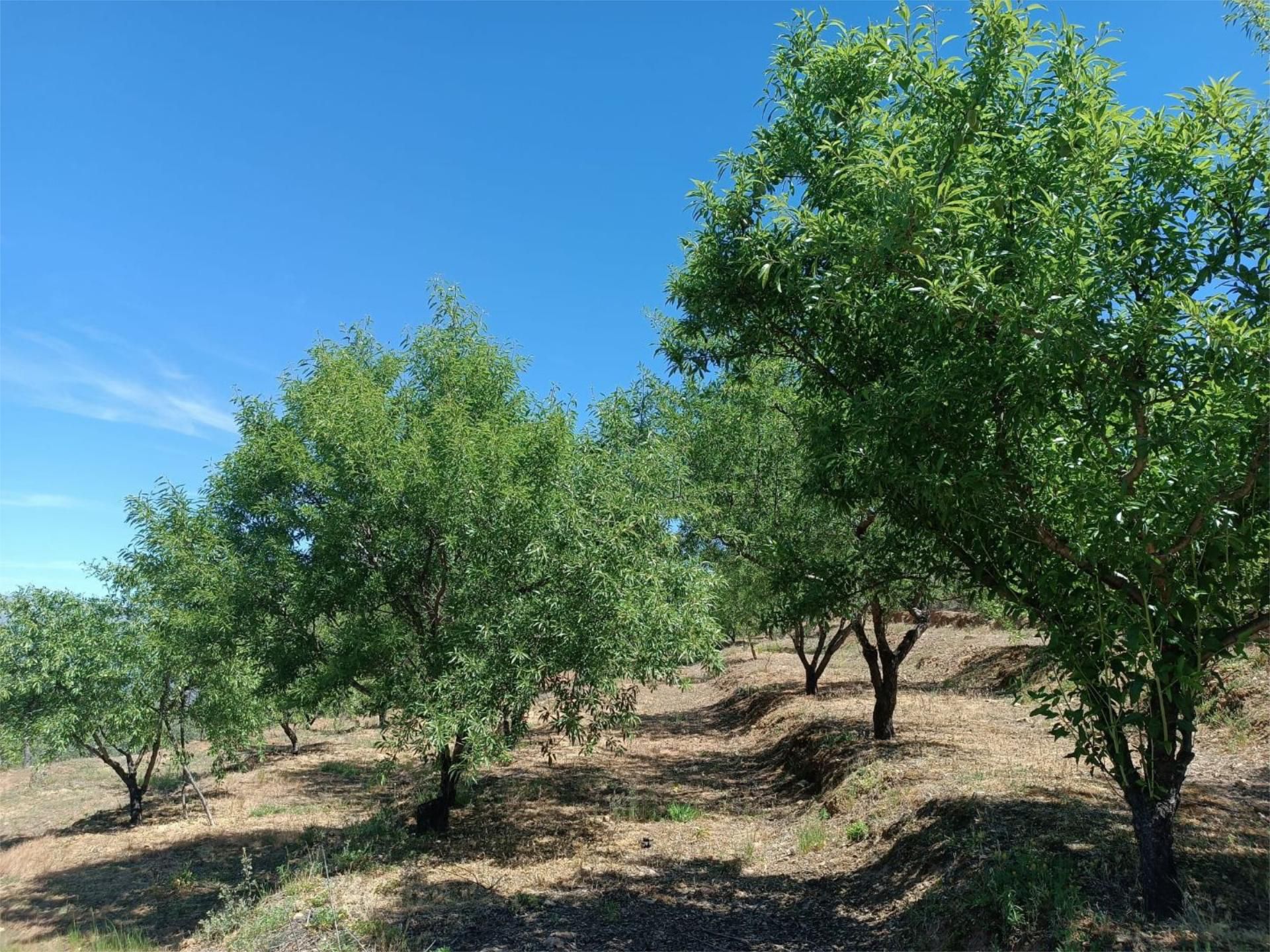 Grundstücke zum verkauf in Navamorcuende