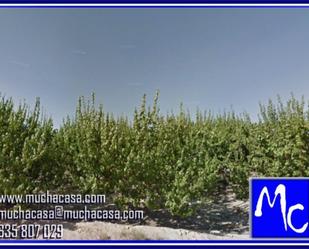 Non-constructible Land for sale in Villanueva del Río Segura