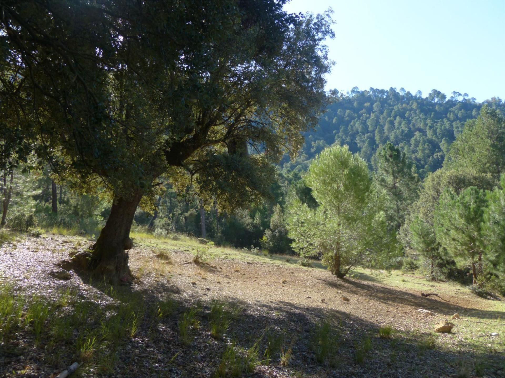 Land for sale in Hornos