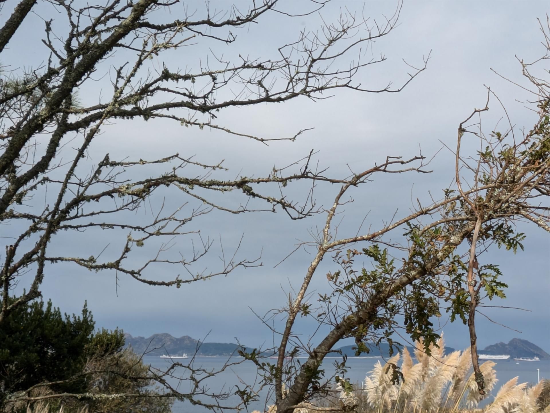 Exterior view of Non-constructible Land for sale in Vigo 