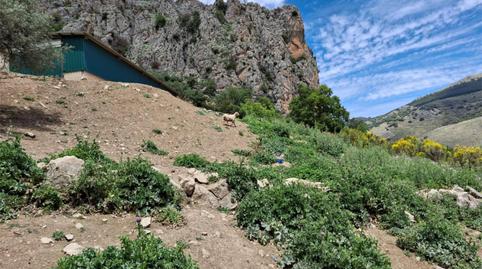 Finca rústica en venta en Calle Federico Garcia Lorca, 8, Alfarnate, Málaga - imagen 5 Foto 5 de Finca rústica en venta en Calle Federico Garcia Lorca, 8, Alfarnate, Málaga