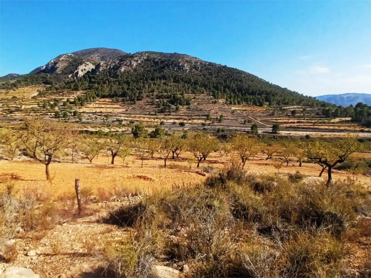 No Urbanitzable en venda a Plaça de Juan Carlos I, 6, Algueña Vista exterior de No Urbanitzable en venda en Algueña