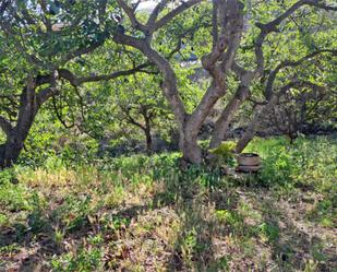 Jardí de Urbanitzable en venda en Tegueste