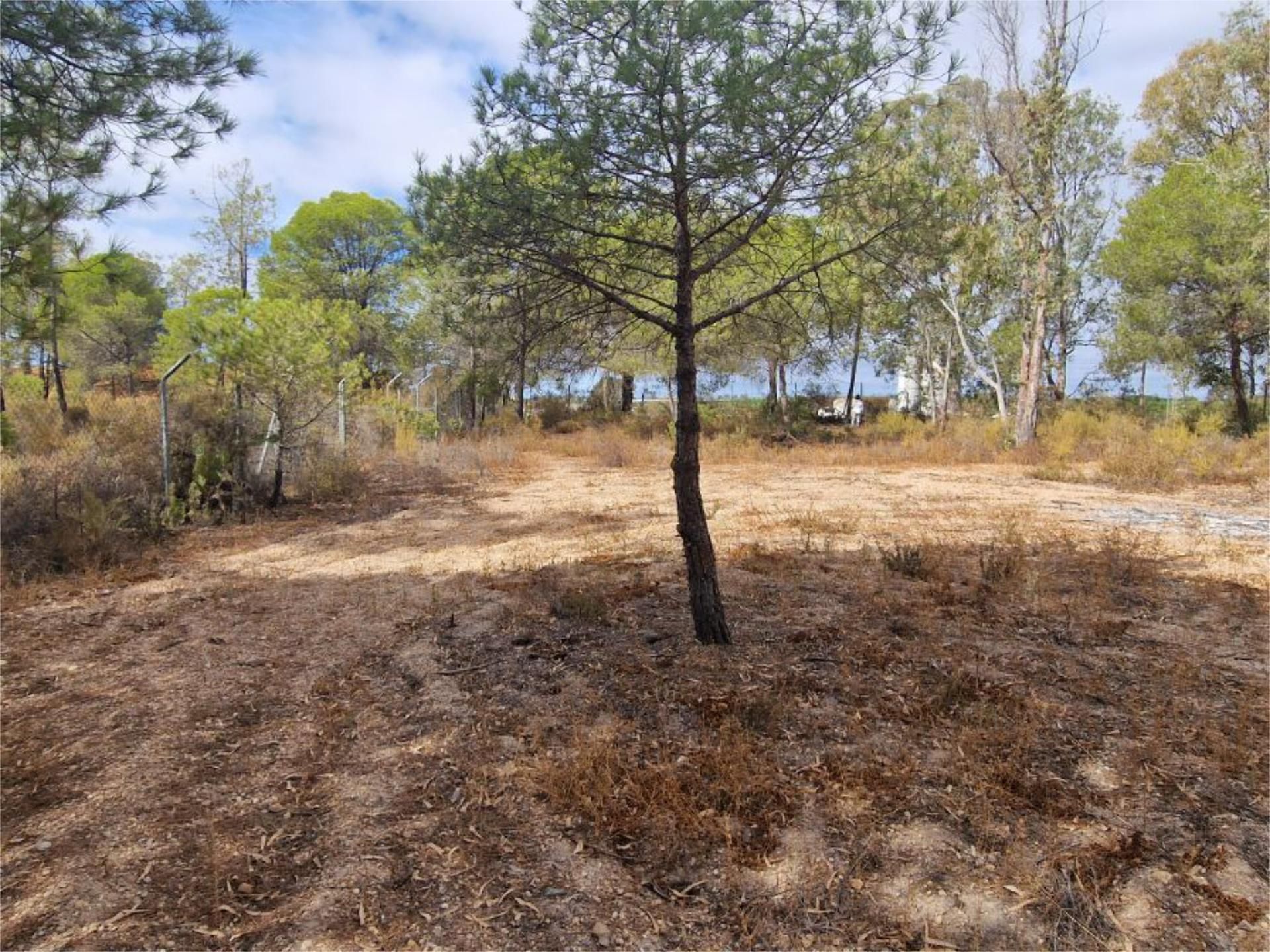 Finca rústica en venda en Isla Cristina