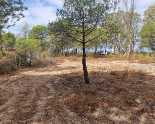 Finca rústica en venda en Isla Cristina