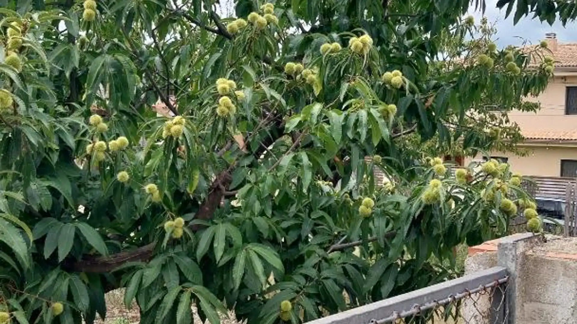 Jardín de Terreno en venta en Piera