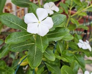 Garden of Attic for sale in Sanlúcar de Barrameda  with Terrace