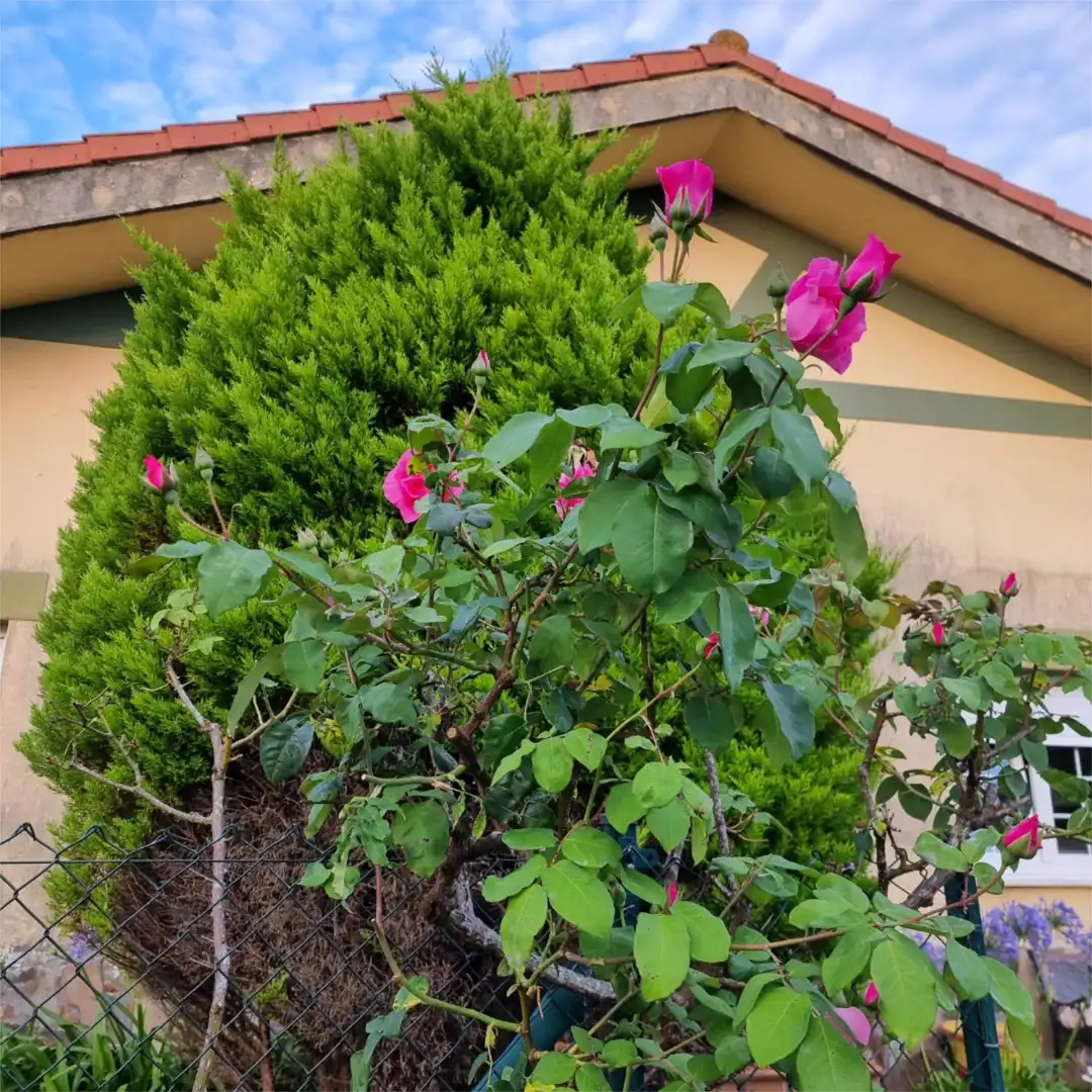 Houses for rent in Barrio las Escuelas, 13, Hazas de Cesto Houses for rent in Barrio las Escuelas, 13, Hazas de Cesto