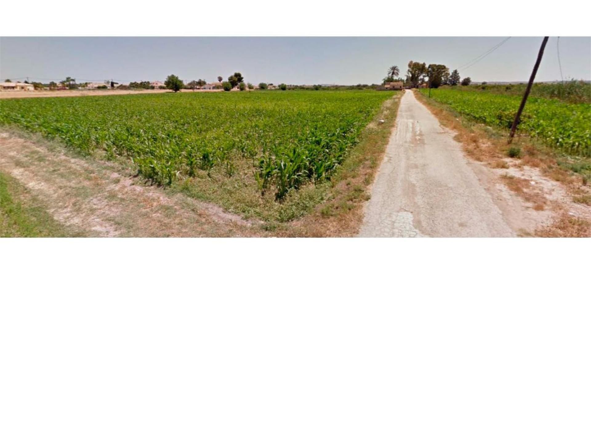 Non-constructible Land for sale in Catral