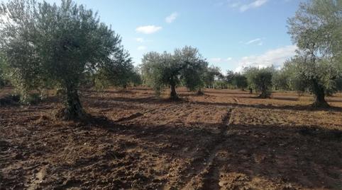 Foto 2 de Terreny en venda a Camino Alcuéscar, 17, Arroyomolinos (Cáceres), Cáceres