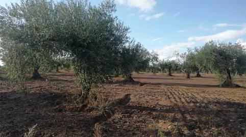 Foto 3 de Terreny en venda a Camino Alcuéscar, 17, Arroyomolinos (Cáceres), Cáceres