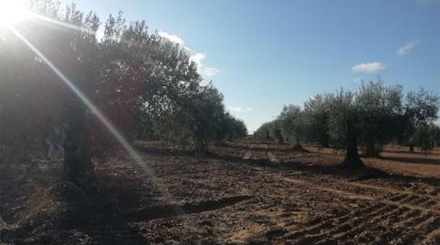 Foto 4 de Terreny en venda a Camino Alcuéscar, 17, Arroyomolinos (Cáceres), Cáceres