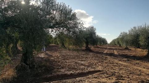 Foto 5 de Terreny en venda a Camino Alcuéscar, 17, Arroyomolinos (Cáceres), Cáceres
