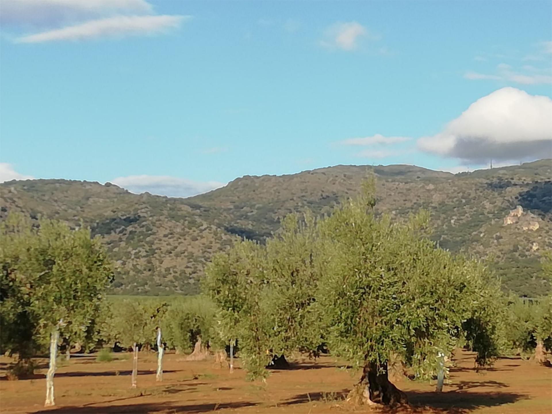 Land for sale in Arroyomolinos (Cáceres)