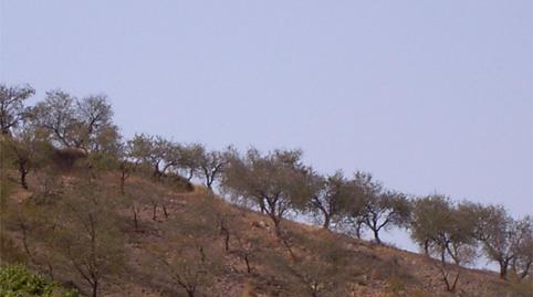 Photo 4 of Country house for sale in Lugar Cortijo Garcia Berdevique, 1, Cástaras, Granada