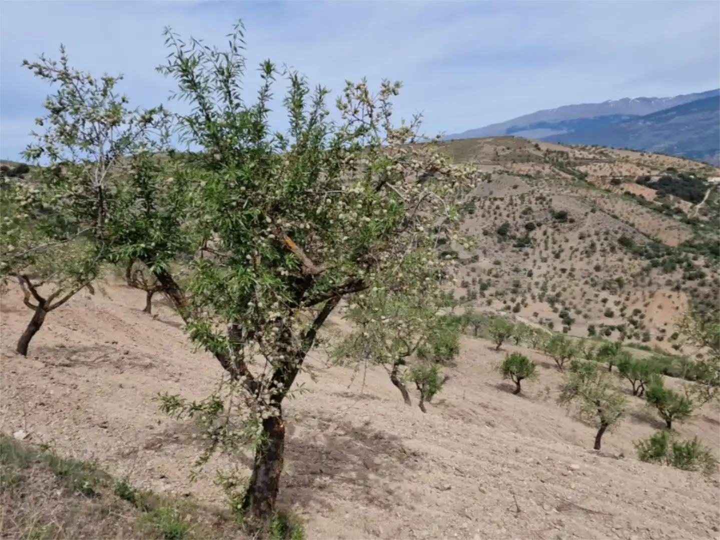 Jardín de Finca rústica en venta en Cástaras
