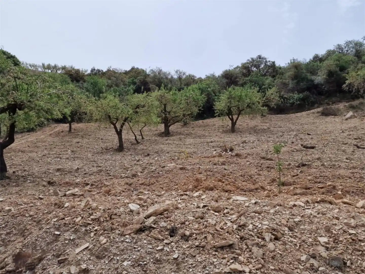 Finca rústica en venta en Cástaras