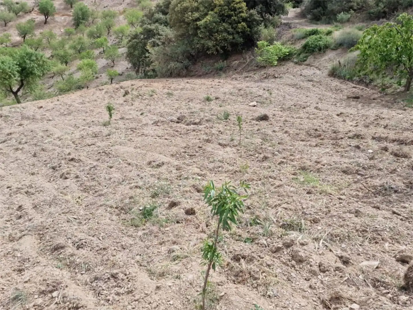 Finca rústica en venta en Cástaras