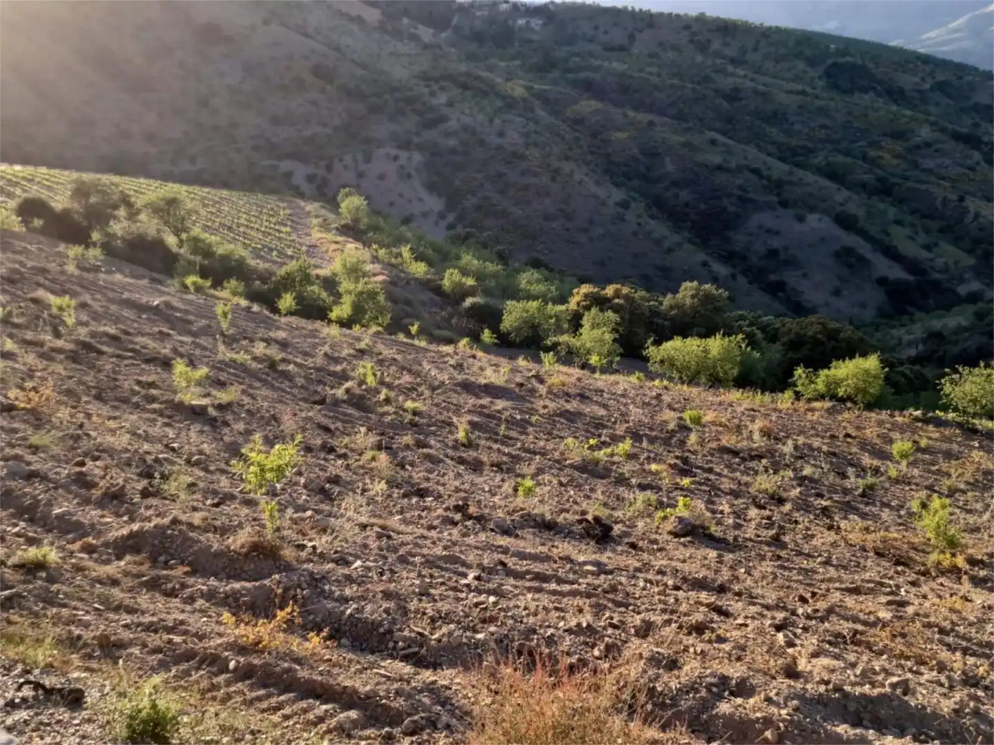 Finca rústica en venta en Cástaras