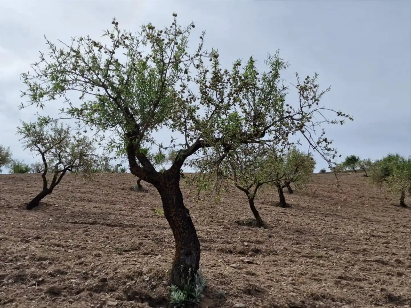 Jardín de Finca rústica en venta en Cástaras